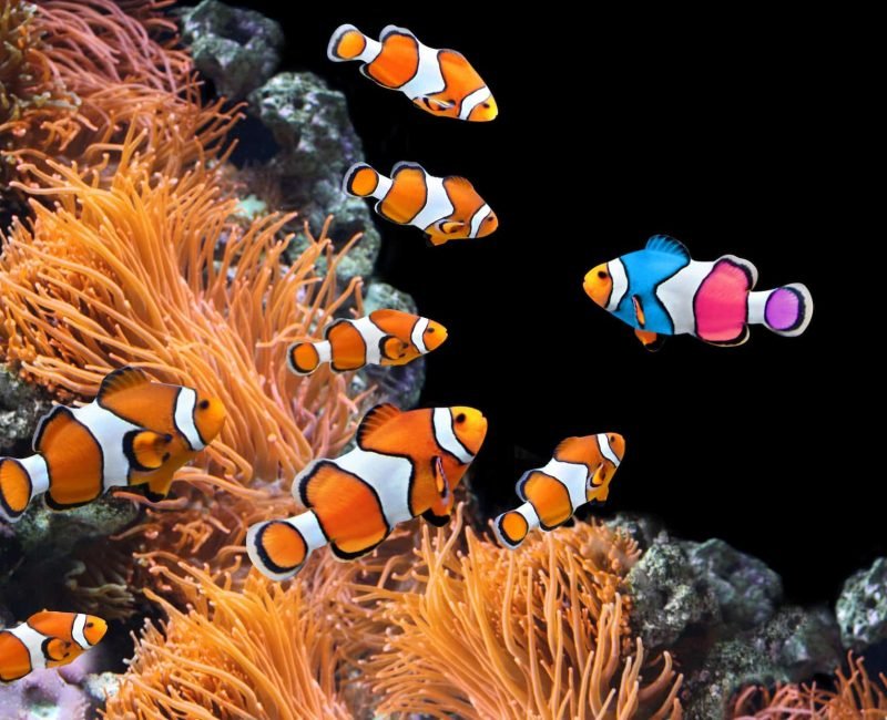 Concept - to be yourself, to be unique. A flock of standard clownfish and one colorful fish. On black background